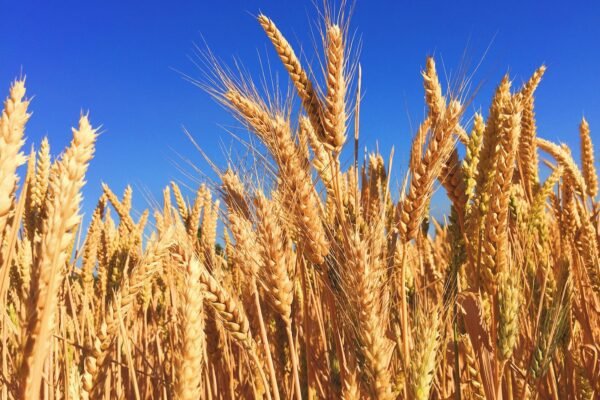 Wheat prices heat up